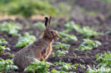 Brown Hare (Lepus europaeus)