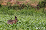 Brown Hare (Lepus europaeus)