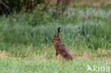 Brown Hare (Lepus europaeus)