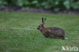 Brown Hare (Lepus europaeus)