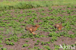 Haas (Lepus europaeus)