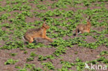 Brown Hare (Lepus europaeus)