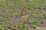 Brown Hare (Lepus europaeus)