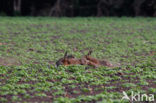 Brown Hare (Lepus europaeus)