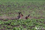 Brown Hare (Lepus europaeus)