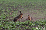 Brown Hare (Lepus europaeus)