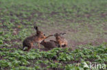 Brown Hare (Lepus europaeus)