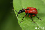 Hazelaarbladrolkever (Apoderus coryli)