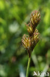 Hazenzegge (Carex ovalis)