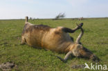 Heck cattle