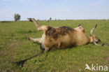 Heck cattle