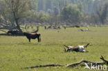Heck cattle