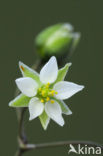 Heidespurrie (Spergula morisonii)