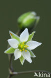 Pearlwort Spurrey (Spergula morisonii)