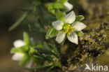 Heidespurrie (Spergula morisonii)