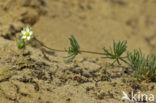 Heidespurrie (Spergula morisonii)