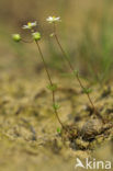 Heidespurrie (Spergula morisonii)
