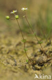 Pearlwort Spurrey (Spergula morisonii)