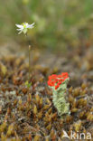 Heidespurrie (Spergula morisonii)