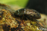 Helophorus aequalis