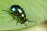 Dead-Nettle Leaf Beetle (Chrysolina fastuosa)