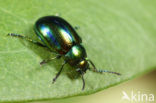 Hennepnetelgoudhaantje (Chrysolina fastuosa)