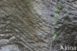 Hohllay cave