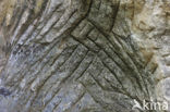 Hohllay cave