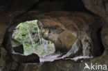 Hohllay cave