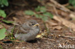 House Sparrow (Passer domesticus)