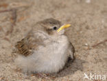 Huismus (Passer domesticus) 