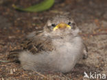 Huismus (Passer domesticus) 