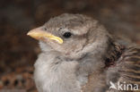 House Sparrow (Passer domesticus)