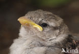 House Sparrow (Passer domesticus)