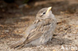 House Sparrow (Passer domesticus)