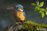 IJsvogel (Alcedo atthis)