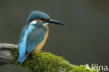 Kingfisher (Alcedo atthis)