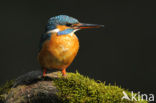 IJsvogel (Alcedo atthis)