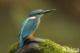Kingfisher (Alcedo atthis)