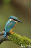 Kingfisher (Alcedo atthis)