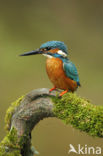 Kingfisher (Alcedo atthis)