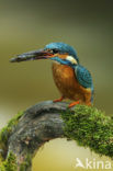 Kingfisher (Alcedo atthis)
