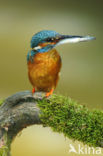Kingfisher (Alcedo atthis)