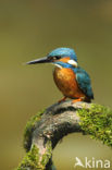 Kingfisher (Alcedo atthis)
