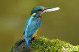 Kingfisher (Alcedo atthis)