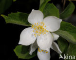 Mock Orange (Philadelphus)