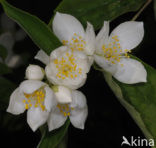 Mock Orange (Philadelphus)