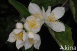 Mock Orange (Philadelphus)