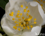 Mock Orange (Philadelphus)