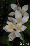 Mock Orange (Philadelphus)